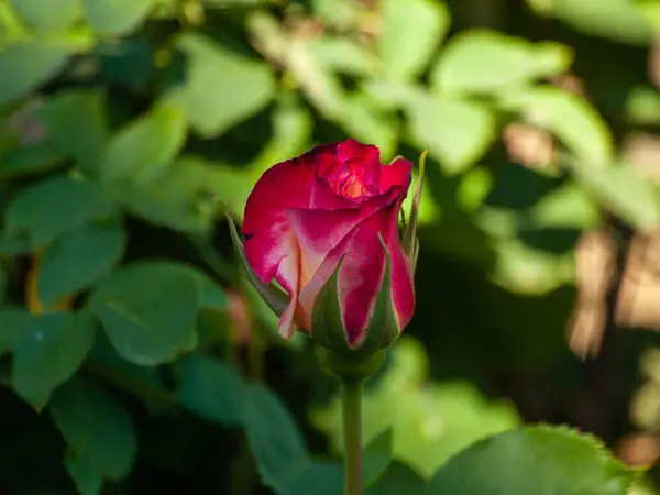 Piękna Róża Kwitnący Ogród Wiosną — Zdjęcie stockowe