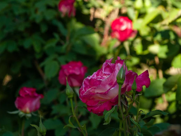 Primo Piano Primavera Rosa Giardino Durante Giorno — Foto Stock