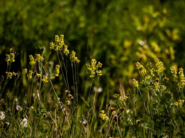 Grama Campo Primavera Espanha — Fotografia de Stock