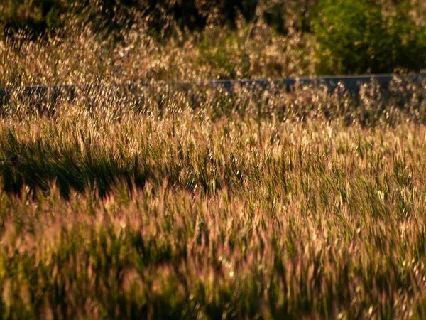 Grass Field Springtime Spain — Stock Photo, Image