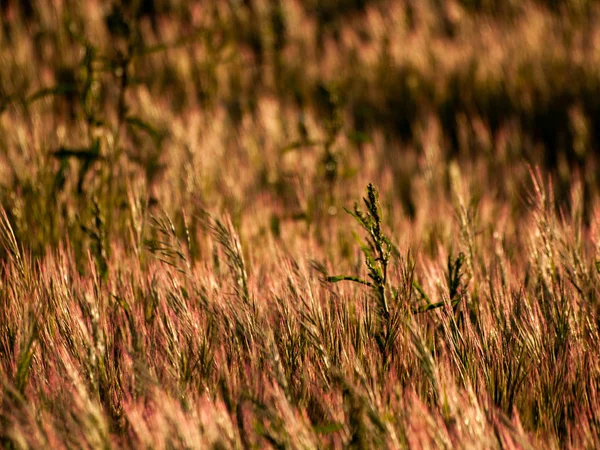 Grass Het Veld Lente Spanje — Stockfoto