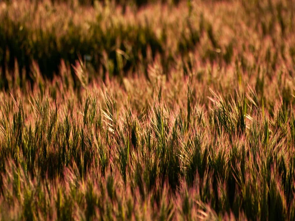 Erba Nel Campo Primavera Spagna — Foto Stock