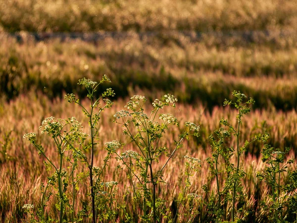 Gras Auf Dem Feld Frühling Spanien — Stockfoto