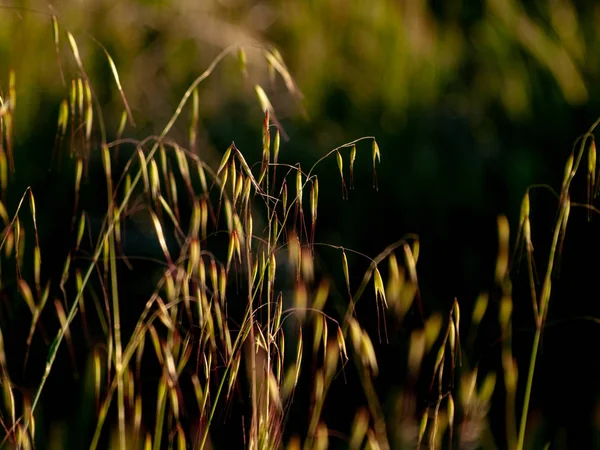 Grass Het Veld Lente Spanje — Stockfoto