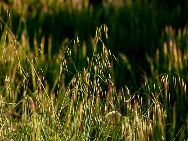 Grama Campo Primavera Espanha — Fotografia de Stock