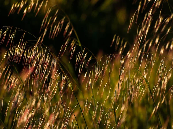 Erba Nel Campo Primavera Spagna — Foto Stock