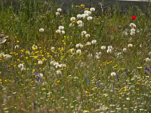 Wildflowers field on springtime in Salamanca, Spain