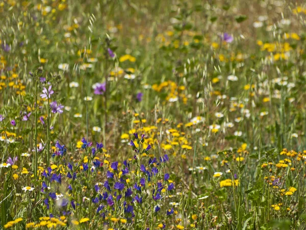 Wildblumenfeld Frühling Salamanca Spanien — Stockfoto