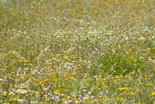 Wildblumenfeld Frühling Salamanca Spanien — Stockfoto