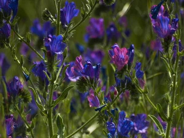Wildflowers Fältet Springtime Salamanca Spanien — Stockfoto