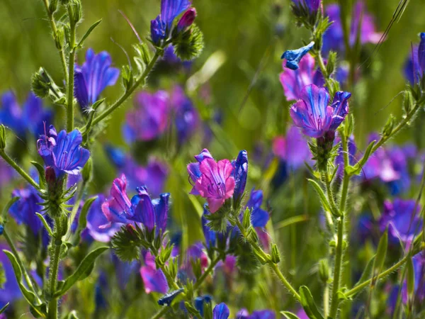 Champ Fleurs Sauvages Printemps Salamanque Espagne — Photo