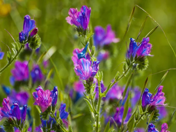 Champ Fleurs Sauvages Printemps Salamanque Espagne — Photo