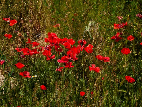 Champ Pavot Printemps Salamanque Espagne — Photo