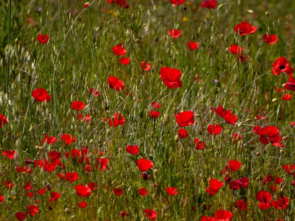 Champ Pavot Printemps Salamanque Espagne — Photo