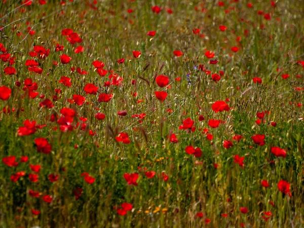 Champ Pavot Printemps Salamanque Espagne — Photo