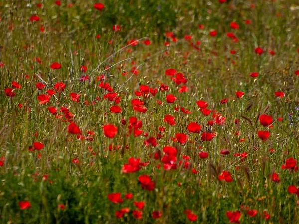 Champ Pavot Printemps Salamanque Espagne — Photo