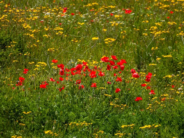 Mohnfeld Frühling Salamanca Spanien — Stockfoto