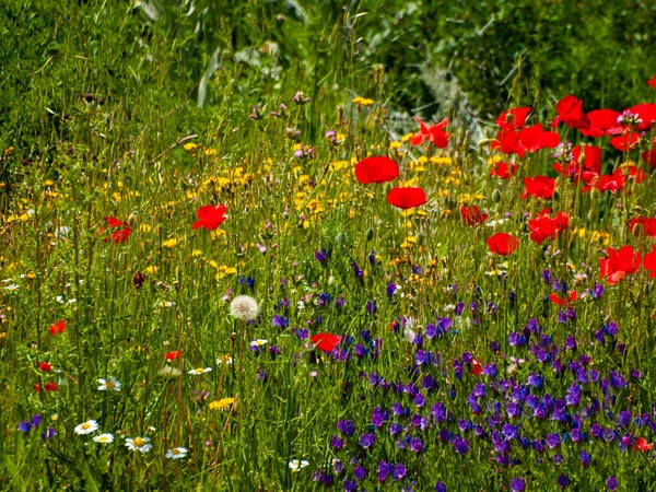 Mohnfeld Frühling Salamanca Spanien — Stockfoto