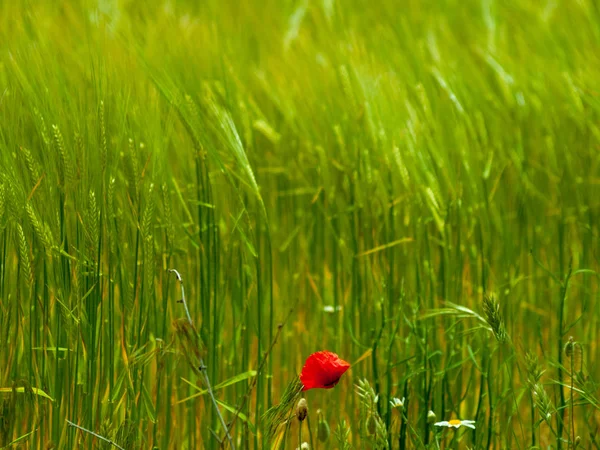 春の屋外での赤いケシの花のクローズ アップ — ストック写真