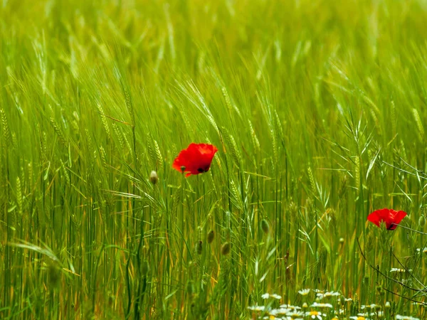 Close Red Poppy Flower Springtime Outdoors — Stock Photo, Image