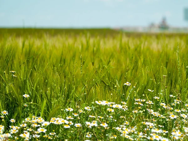 Wiosna Kwiaty Dziedzinie — Zdjęcie stockowe