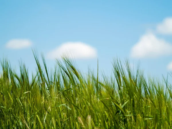 Hierba Verde Campo — Foto de Stock