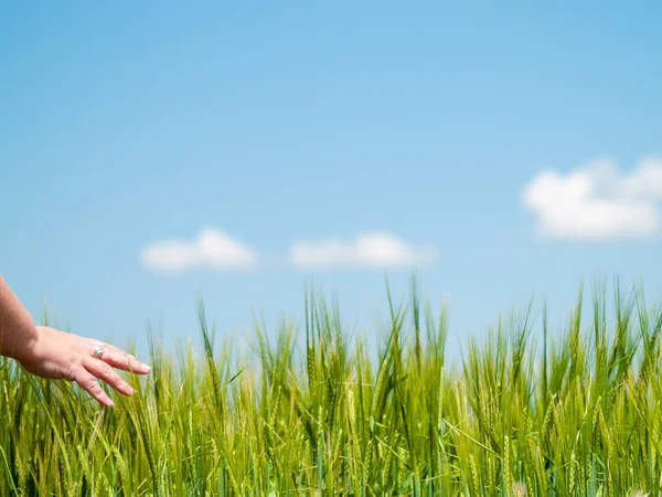 女人触摸植物 西班牙春天不同草尖的草地 — 图库照片