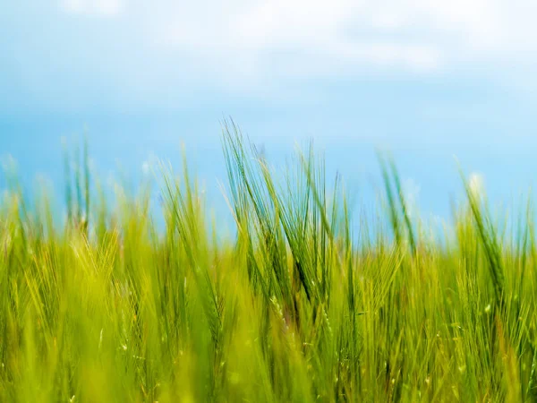 Campo Primavera Salamanca — Foto de Stock