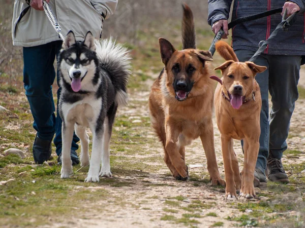 Милые Собаки Прогулке Владельцами Лицензионные Стоковые Фото