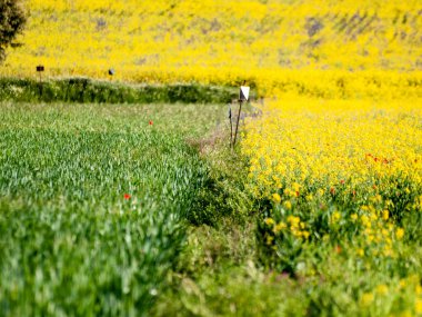 Salamanca bahar alanı
