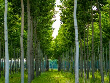 Green Forest, Salamanca, Ispanya