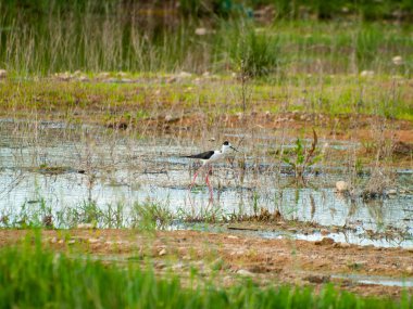 İlkbaharda su birikintileri üzerinde yürüyen kuş