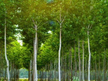 Green Forest, Salamanca, Ispanya