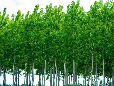 Green Forest, Salamanca, Ispanya