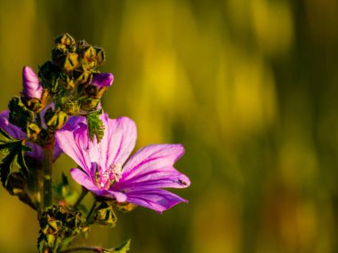 Alanda bahar yaban çiçekleri 