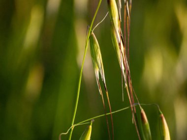 Sivri ile yulaf kaynaklanıyor