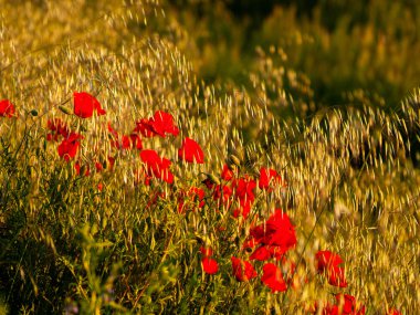  Bahar haşhaş sahada Salamanca, İspanya