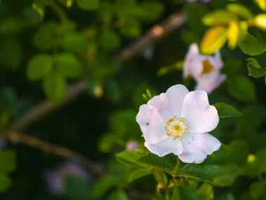 güzel çiçek açan yaz çiçeği yakın