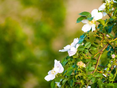 bahar üzerinde pembe çiçekler ile çiçeklenme ağacı