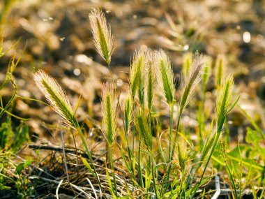 otlar açık havada büyüyen, yakın