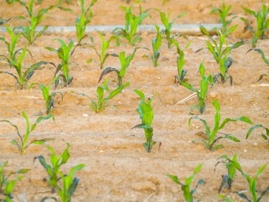 Tarım, alan Salamanca, İspanya 