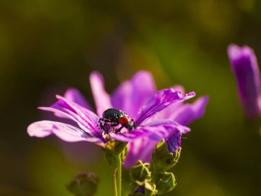 güzel çiçek açan yaz çiçek ve böcek yakın