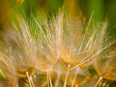güzel karahindiba bitki yakın
