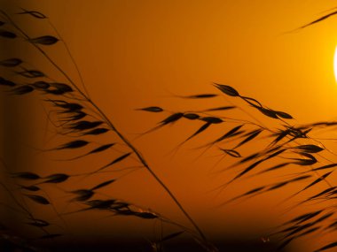 Sivri ile yulaf kaynaklanıyor