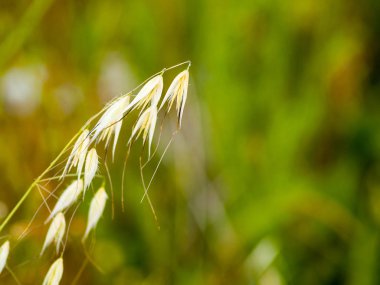 Sivri ile yulaf kaynaklanıyor