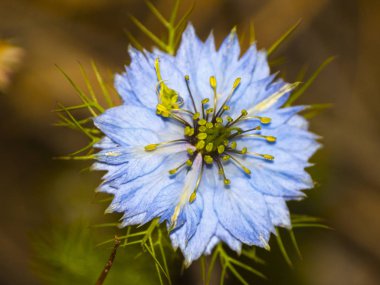 Bahar gündüz, kır çiçeği yakın çekim 
