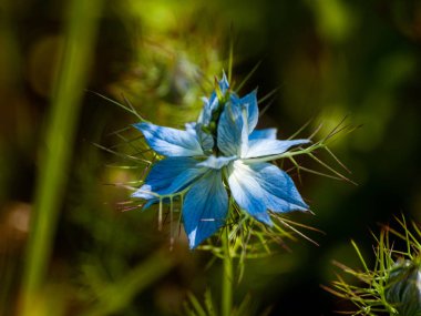 Bahar gündüz, kır çiçeği yakın çekim 