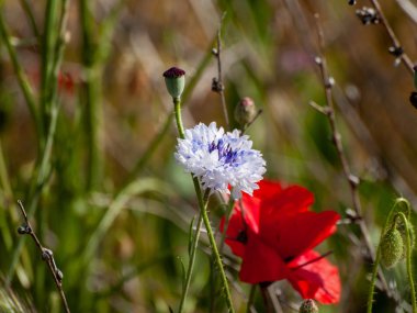 Alanda bahar yaban çiçekleri 
