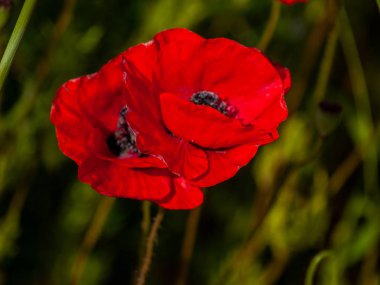  Bahar haşhaş sahada Salamanca, İspanya