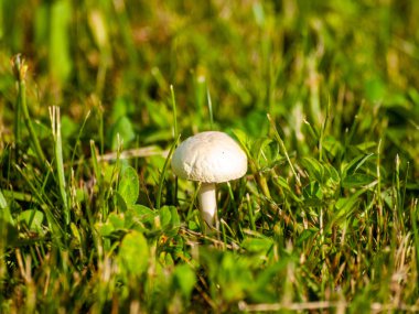 Amanita Phalloides-Ispanya 'da sonbaharda ormanda Mortal mantar